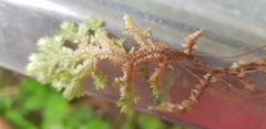 Selaginella