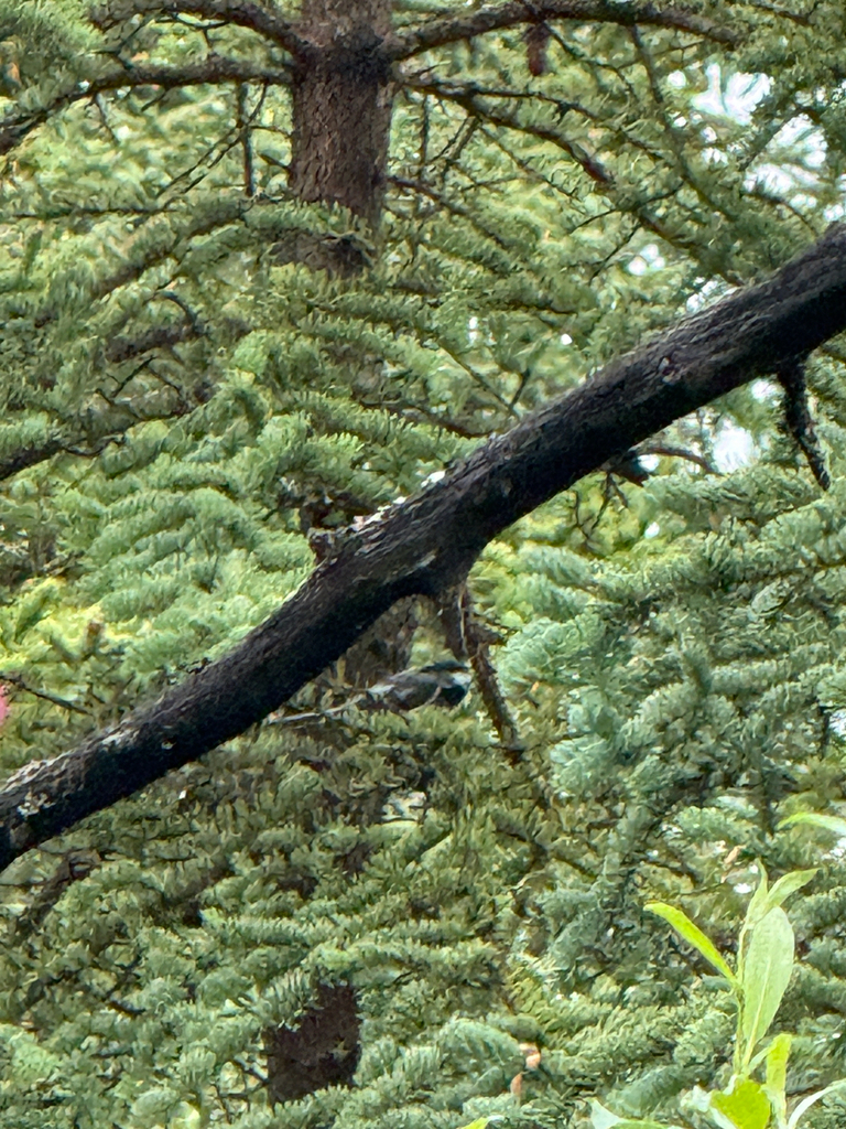 Poecile atricapillus practicus
