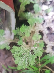 Selaginella