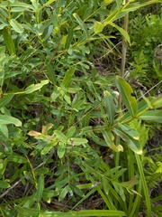Salix integra, photograph (c) Repina Tatyana, some rights reserved (CC BY)