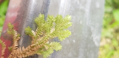 Selaginella