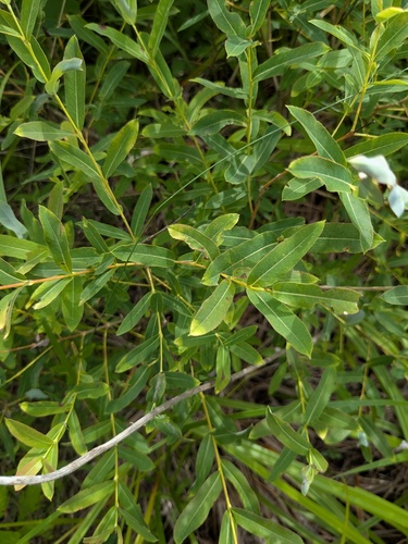 Salix integra, photograph 5