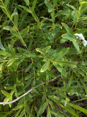 Salix integra, photograph (c) Repina Tatyana, some rights reserved (CC BY)