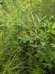 Salix integra, photograph (c) Repina Tatyana, some rights reserved (CC BY)