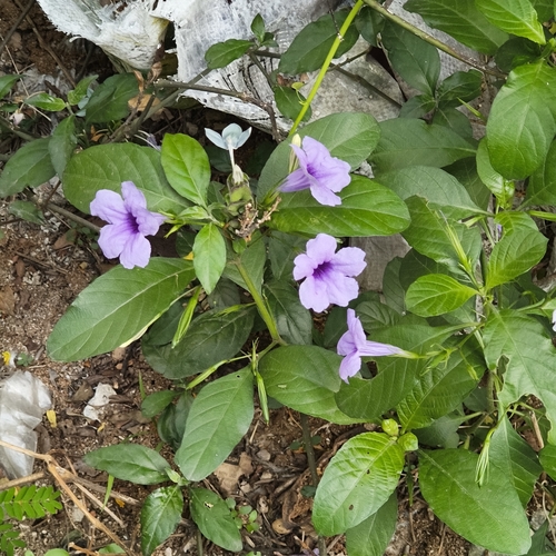 Ruellia tuberosa, photograph 5