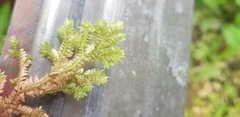 Selaginella