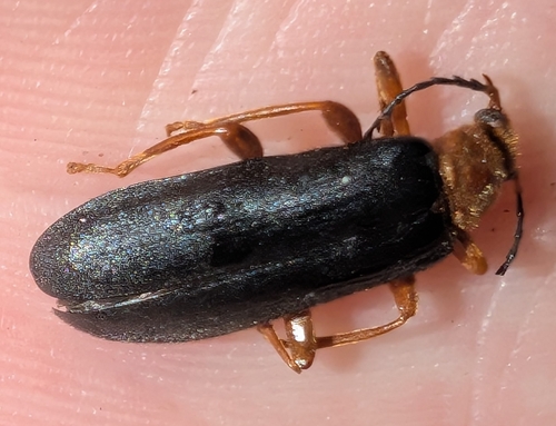 Fan-shaped Fire-colored Beetle photo 5