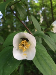 Philadelphus inodorus