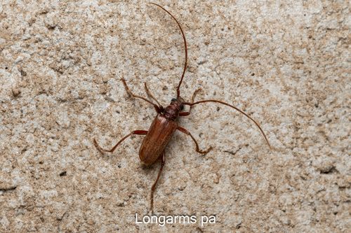 Apatophysis, 2026-07-08