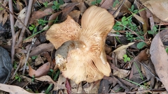 Armillaria hinnulea