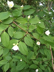 Philadelphus inodorus