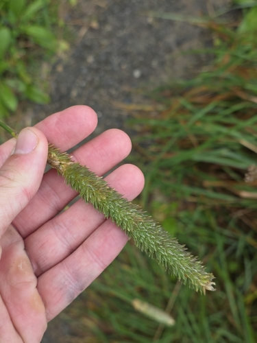 Phalaris aquatica, photograph 6