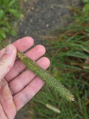 Phalaris aquatica, photograph author not stated, no rights reserved