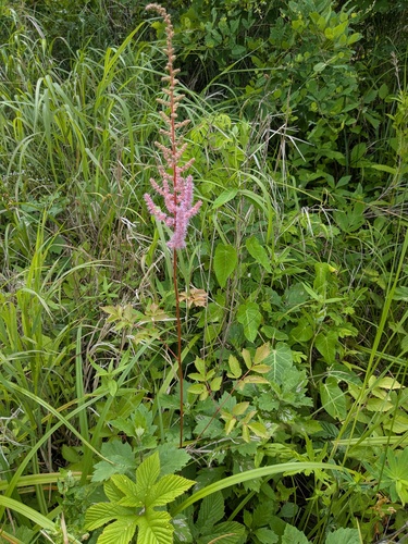 Astilbe rubra
