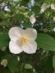 Philadelphus inodorus