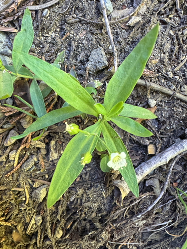 Moehringia macrophylla, photograph 6