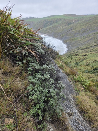Brachyglottis compacta, photograph 5