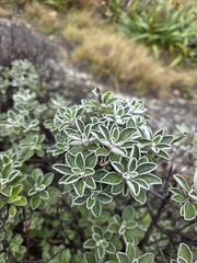 Brachyglottis compacta, photograph author not stated, no rights reserved