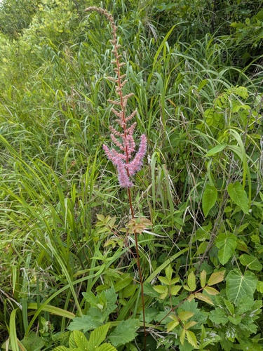 Astilbe rubra