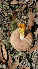 Austroboletus occidentalis