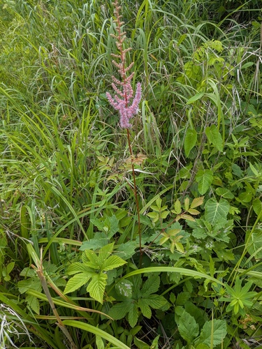 Astilbe rubra