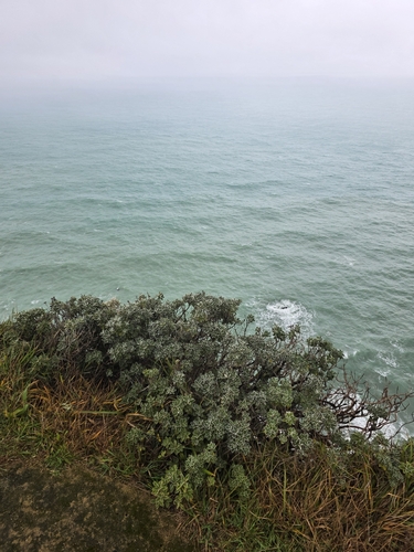Brachyglottis compacta, photograph 2