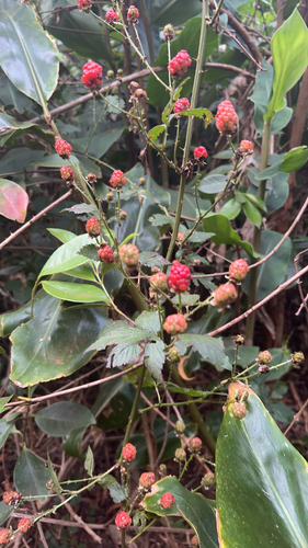 Rubus argutus observed 2026-07-09