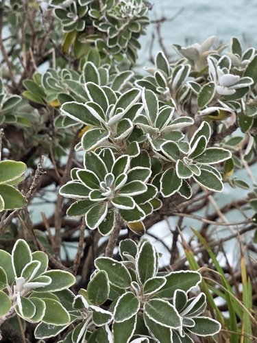Brachyglottis compacta, photograph 3