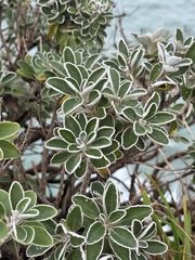 Brachyglottis compacta, photograph author not stated, no rights reserved