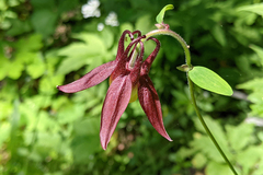 Aquilegia oxysepala
