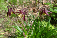 Aquilegia oxysepala, photograph (c) Kristof Zyskowski, some rights reserved (CC BY)