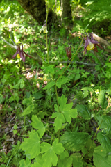 Aquilegia oxysepala, photograph (c) Kristof Zyskowski, some rights reserved (CC BY)