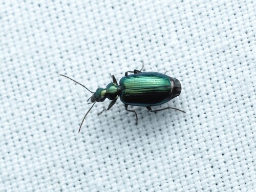 Flower Lebia Beetle photo 3