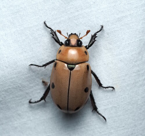 Grapevine beetle
