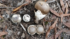 Amanita albovolvata
