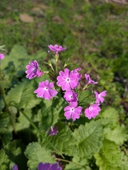 (c) Kristof Zyskowski, some rights reserved (CC BY) Primula sieboldii, photograph (c) Kristof Zyskowski, some rights reserved (CC BY)