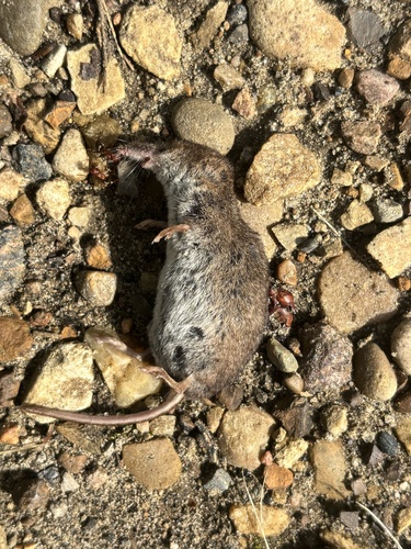 Masked Shrew observed by jaebae