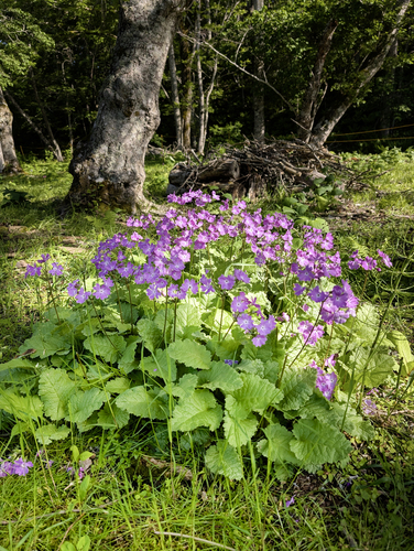 Primula sieboldii, photograph 1