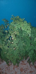 Adiantum raddianum