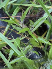 Urtica perconfusa, photograph author not stated, no rights reserved