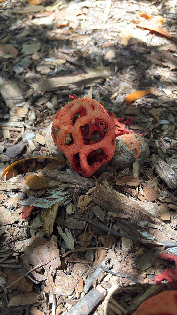 red-cage fungus · July 2026 · photo: Photo: (c) Ben Nettleton, some rights reserved (CC BY) · iNaturalist