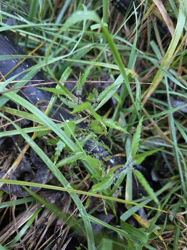 Urtica perconfusa, photograph 6