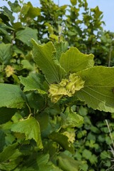 Corylus heterophylla, photograph (c) Repina Tatyana, some rights reserved (CC BY)