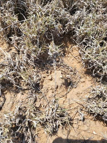 burrograss