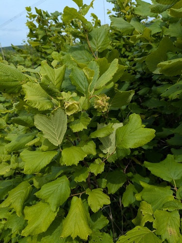 Corylus heterophylla, photograph 5