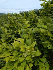 Corylus heterophylla, photograph (c) Repina Tatyana, some rights reserved (CC BY)