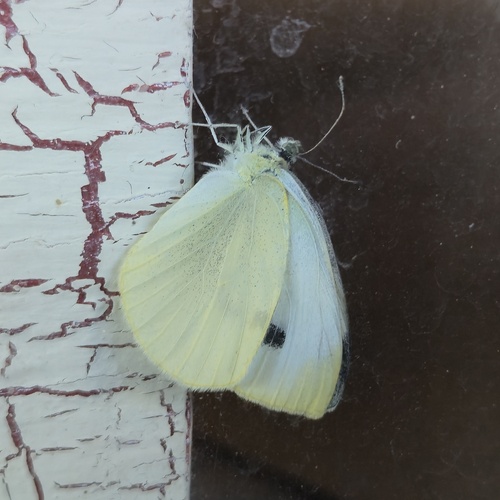 Small White