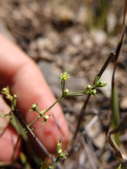 Paronychia lindheimeri