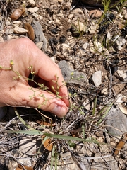 Paronychia lindheimeri