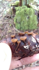 Ciboria rufofusca